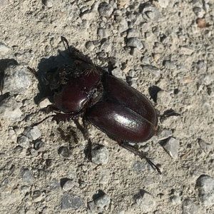 Meet your Posher, Bella